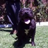 AMERICAN STAFFORDSHIRE TERRIER Amichetti